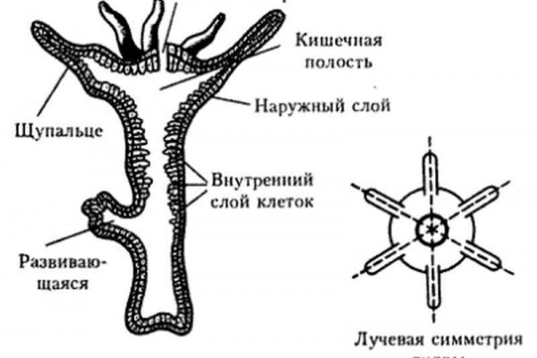 Рабочие ссылки mega